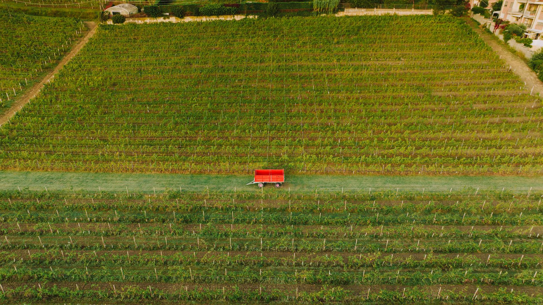 Calabria, oltre 55 milioni liquidati di euro agli agricoltori da Arcea