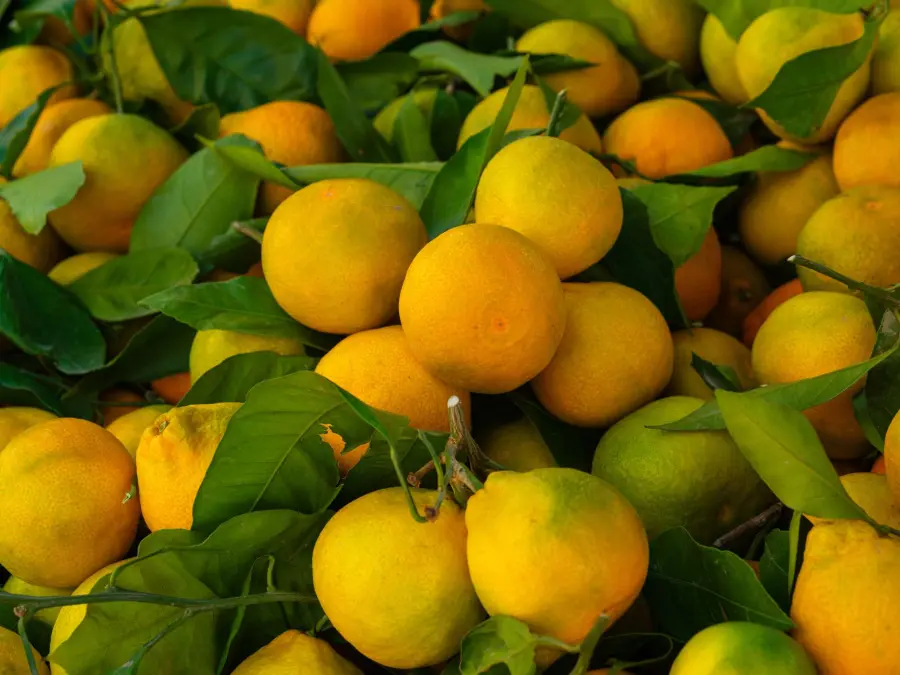 Il bergamotto di Reggio Calabria: storia del frutto che profuma il mondo, come si produce e i suoi utilizzi