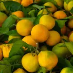 Il bergamotto di Reggio Calabria: storia del frutto che profuma il mondo, come si produce e i suoi utilizzi