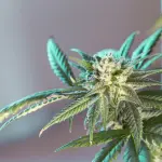 Trasportava cocaina e marijuana in auto: arrestato 29enne nell’area di servizio di Villa San Giovanni