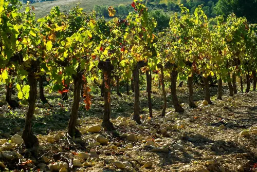 OCM Vino 2026: prorogato al 17 aprile il termine per le domande di nuovi impianti viticoli