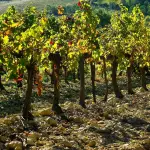 OCM Vino 2026: prorogato al 17 aprile il termine per le domande di nuovi impianti viticoli