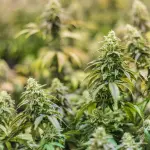 Taurianova, arrestato 30enne con hashish e marijuana nascosti nelle campagne