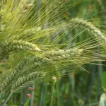 Transizione 5.0, Confagricoltura: “Servono misure concrete, l’agricoltura è in seria difficoltà”