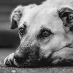 Randagismo in Calabria, Straface: verso una riforma per un sistema più efficace e strutturato