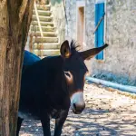 Pasqua negli agriturismi, prenotazioni stabili ma l’estate resta incerta